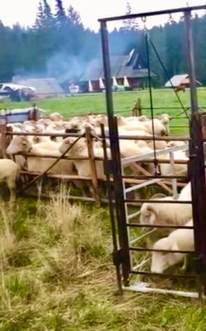 Na podhalańskiej łące doimy dziś owce i wyrabiamy sery! W bacówce „U Koziara”!