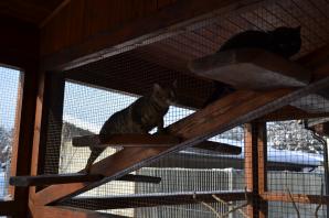 Fala hejtu zalała internet! Czy informacje na temat Schroniska Dla Zwierząt w Chełmku są prawdziwe? Sprawdźmy to!