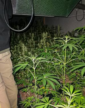 [VIDEO] Służby przejęły 32 tony tytoniu i 324 krzewy konopi