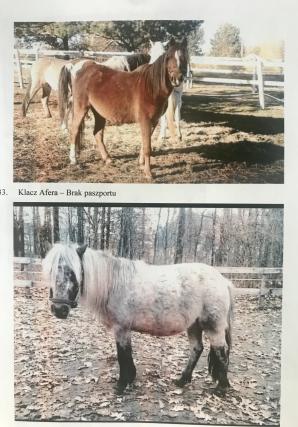 [VIDEO] Bezprawnie zabrane zwierzęta i bezprawia ciąg dalszy! Poszkodowana Malwina Kozak prosi o pomoc Krzysztofa Rutkowskiego