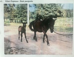 [VIDEO] Bezprawnie zabrane zwierzęta i bezprawia ciąg dalszy! Poszkodowana Malwina Kozak prosi o pomoc Krzysztofa Rutkowskiego