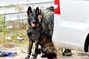 [VIDEO] Międzynarodowe ćwiczenia kontrterrorystyczne na Podlasiu