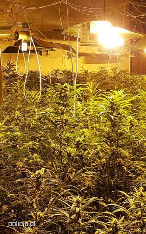 [VIDEO] Policjanci zabezpieczyli narkotyki warte ponad 10 mln zł