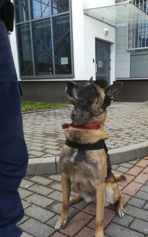 Kolejny sukces Lidii - znowu wywęszyła narkotyki