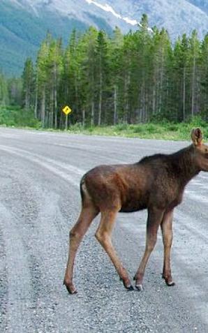 [VIDEO] Uwaga na zwierzęta na drogach!