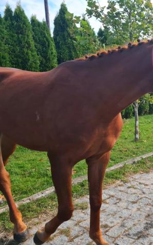 [VIDEO] Konie z Ukrainy na policji