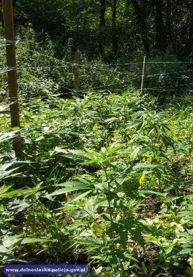 Zlikwidowana plantacja konopi indyjskich, z której można było uzyskać narkotyki warte ok. 130 tys. złotych